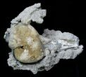 Beautiful Crystal Filled Fossil Whelk - Ruck's Pit #5531-1